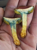 Boletus subfraternus image