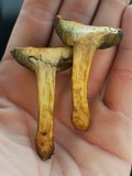 Boletus subfraternus image