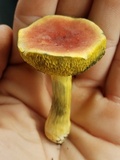 Boletus subfraternus image