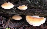 Tapinella panuoides image