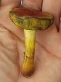 Boletus subfraternus image