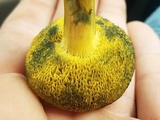 Boletus subfraternus image