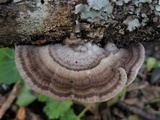 Schizophyllum fasciatum image