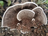 Schizophyllum fasciatum image