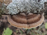 Schizophyllum fasciatum image