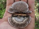 Schizophyllum fasciatum image