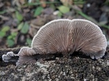 Schizophyllum fasciatum image