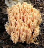 Ramaria formosa image