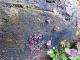Ascocoryne sarcoides image