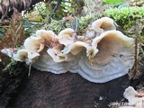 Merulius tremellosus image