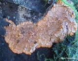 Phlebia radiata image