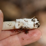 Amanita sect. Vaginatae image