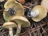 Suillus cothurnatus image
