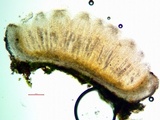 Topelia californica image