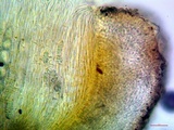 Topelia californica image