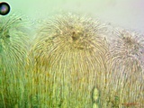 Topelia californica image