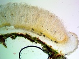Topelia californica image