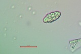 Topelia californica image