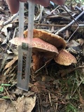 Suillus spraguei image