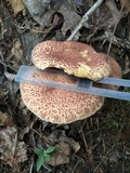 Suillus spraguei image