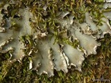 Peltigera degenii image