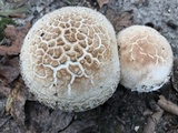Amanita ravenelii image