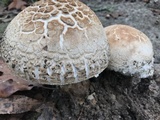 Amanita ravenelii image