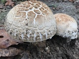 Amanita ravenelii image
