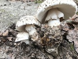 Amanita ravenelii image