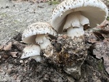 Amanita ravenelii image