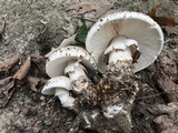 Amanita ravenelii image