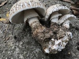 Amanita ravenelii image