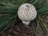 Amanita ravenelii image