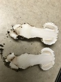 Amanita ravenelii image