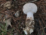 Amanita ravenelii image