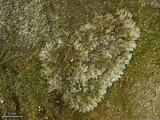 Peltigera degenii image