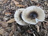 Amanita brunnescens image