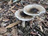 Amanita brunnescens image