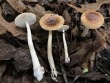 Amanita amerifulva image