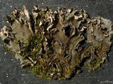 Peltigera degenii image