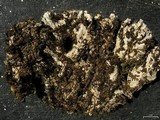 Peltigera degenii image