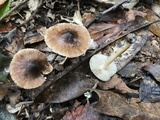 Inocybe rimosa image