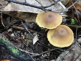 Callistosporium luteo-olivaceum image