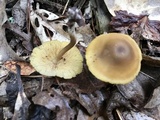 Callistosporium luteo-olivaceum image