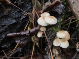 Ripartitella brasiliensis image