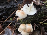 Ripartitella brasiliensis image