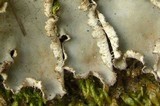 Peltigera degenii image