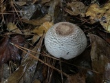 Agaricus vinosobrunneofumidus image