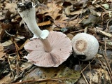 Agaricus vinosobrunneofumidus image
