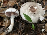 Agaricus vinosobrunneofumidus image